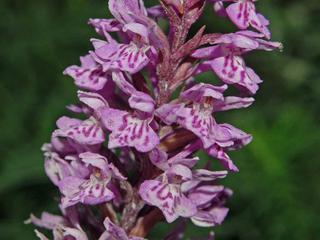 Dactylorhiza maculata